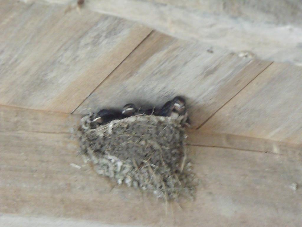 Bed and Breakfast Les Cygnes Noirs Aujac  Exterior foto